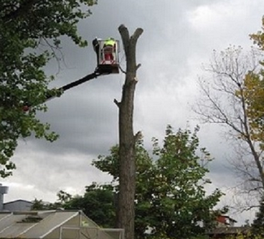 Tree Removal Ridgefield